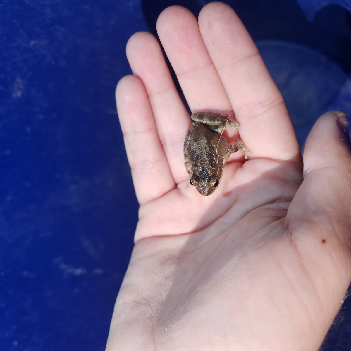 scumboishit's tweet image. i wasnt lying found dis lil guy said hi and set him on his way , new #frogcore pusher i got him on the wave