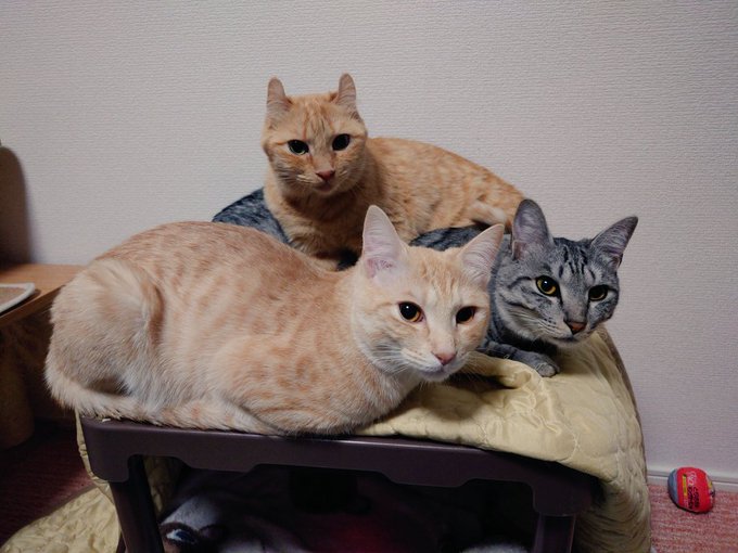 今朝方、家族の1人であるぽんちゃんが発作で虹の橋を渡りました。 突然の事で私も言葉にならないし、めちゃくちゃ泣き叫んでしまったのでさらに声が出ません。 目も腫れてお化粧出来ないしきっと今日は1人になるとずっと泣いちゃうけど、明日から通常通りの星空に切替るのでよかったらラジオ、聴いてね<a href="/tag/pr"class="tags"><span>#pr</span></a>