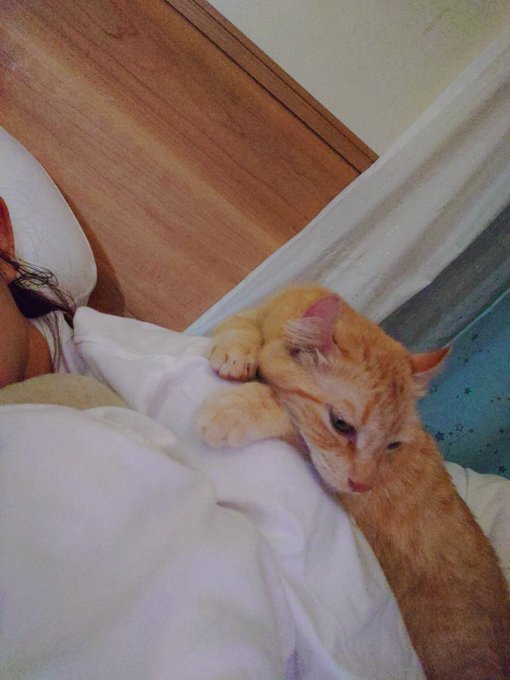 今朝方、家族の1人であるぽんちゃんが発作で虹の橋を渡りました。 突然の事で私も言葉にならないし、めちゃくちゃ泣き叫んでしまったのでさらに声が出ません。 目も腫れてお化粧出来ないしきっと今日は1人になるとずっと泣いちゃうけど、明日から通常通りの星空に切替るのでよかったらラジオ、聴いてね<a href="/tag/pr"class="tags"><span>#pr</span></a>