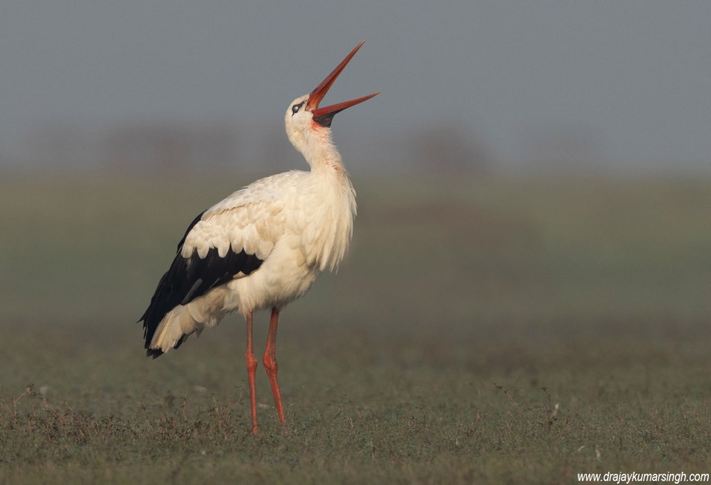 White stork, Bhigwan. 
#WhiteStork #Stork #Bhigwan #Wildlife