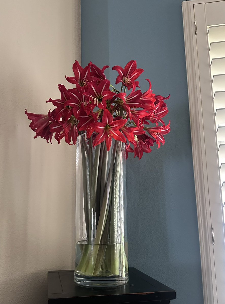 These #RedAmaryllis flowers are from my grandmother’s garden, that she planted at her new home here on the #TexasGulfCoast, in the 1920s.
When she died, at 93 yrs old, I dug them all up (60 bulbs), and planted them at my home, and they bloom beautifully every year at this time,…
