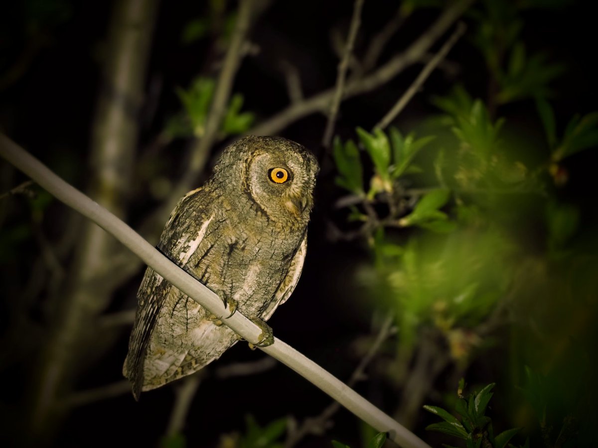 Although the Brown Fish Owl failed to show, a freshly-arrived Scops Owl made the night trip into the mountains worthwhile. Akseki, Turkiye, 30/3/24. @HamzNobes