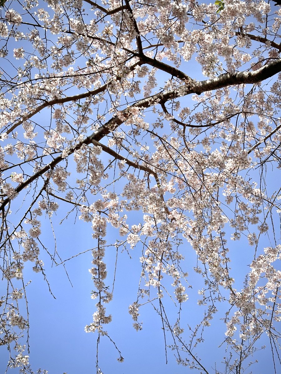 tokyovisite's tweet photo. Bon dimanche depuis Tokyo où il fait 27° ☀️ et où les sakura commencent enfin à fleurir un peu partout !
Plus qu’une petite semaine avant le pic de floraison 🌸🤩🌸 https://t.co/MztnzlkYst