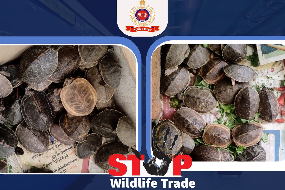 Preserving Nature's Treasure!!

#RPF & #DRI Visakhapatnam intercepted a duo trafficking 396 Turtles illegally. 
The illicit #wildlife trade is a grave threat to biodiversity. 
Time to take a stand!
#OperationWILEP #WildlifeTrafficking #WildlifeConservation