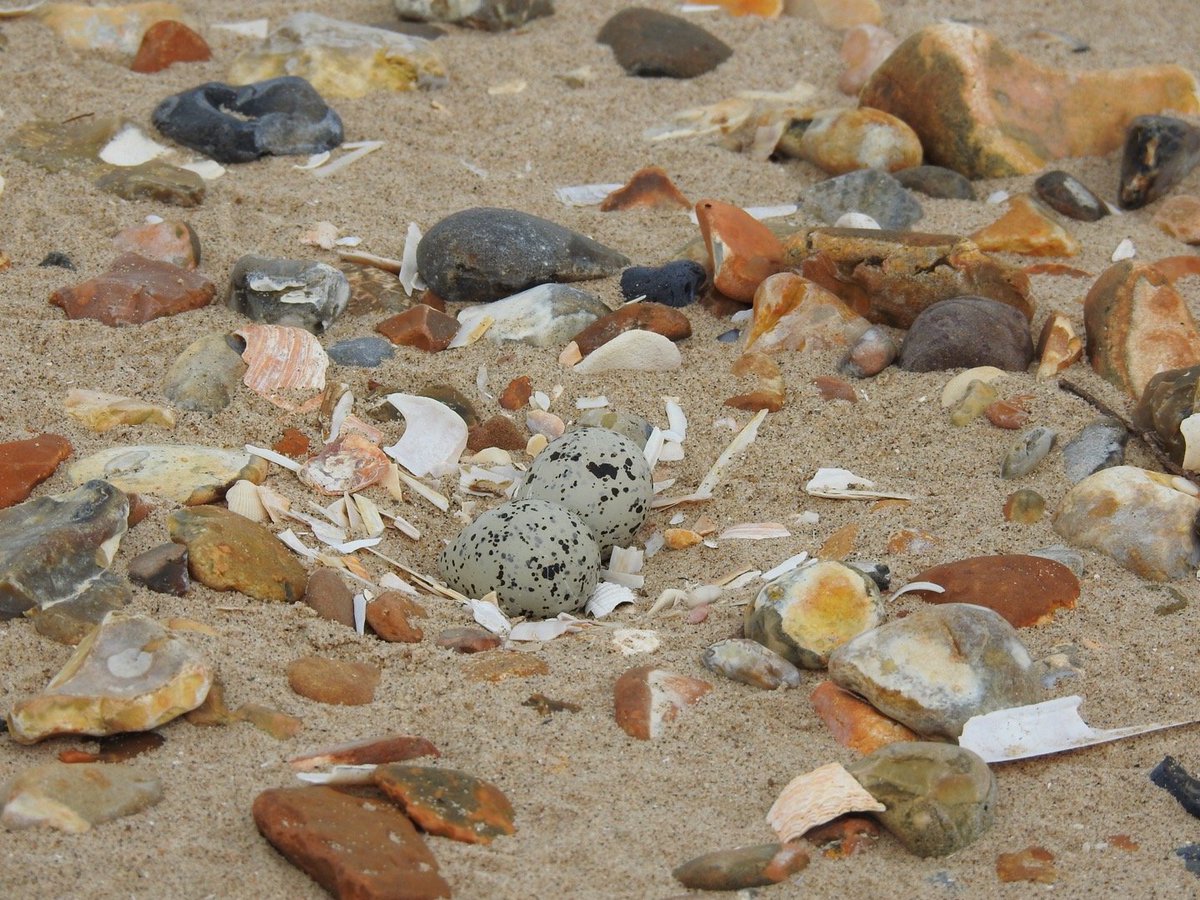 Look out for #Easter eggs! 🥚🥚🥚 And try not to step on them! 🥺🥺🥺 Problems for Ringed Plovers: wadertales.wordpress.com/2021/08/23/on-… 📷 @lizzie_bruce @ProjectLOTE #waders #shorebirds #ornithology