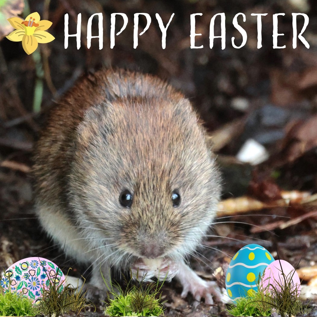 🌼 Happy Easter Sunday! 🌼 The Wild East Devon Team would like to wish you a Happy Easter 🐭 Reserves for you to visit this Easter break 👉🏼 wildeastdevon.co.uk/nature-reserve… * No bank voles were fed chocolate for this photoshoot 😜 📸 Pete turner