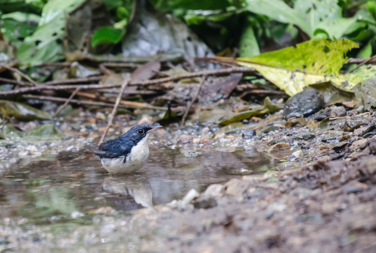 Siberian Blue Robin (m)

#IndiAves  #EarthCapture 
#birds #ThePhotoHour  #birdphotography #birdphotography #BBCWildlifePOTD #birdwatching #NaturePhotography #birding #birds @NatureIn_Focus @NatGeoIndia @NatureattheBest @SonyBBCEarth @WildlifeMag