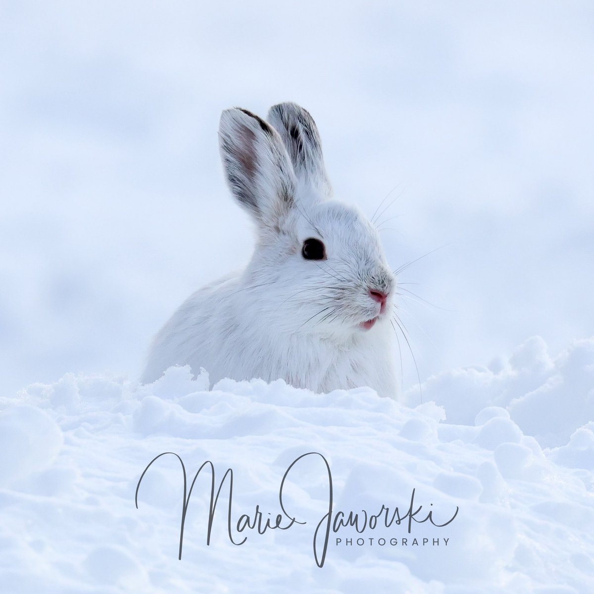 Happy Easter 🐣 #SnowShoeHare #HappyEaster #EasterBunny #Hare