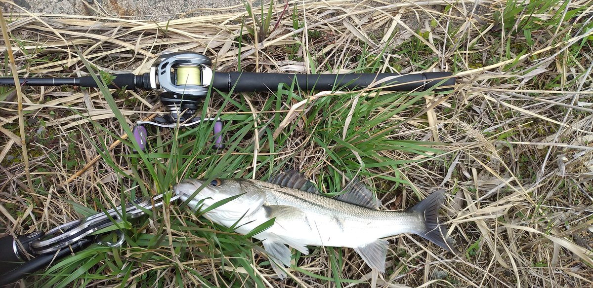104_kyazu's tweet photo. 午前中にシーバス🎣
③打数②安打🎣
白鳥に遭遇🦢
#シーバス
#gクラフト
#ミッドウォーター
#ダイワ
#TDジリオンリミテッド
#コアマン
#ip18
#白鳥 https://t.co/A6N4QAGPN2