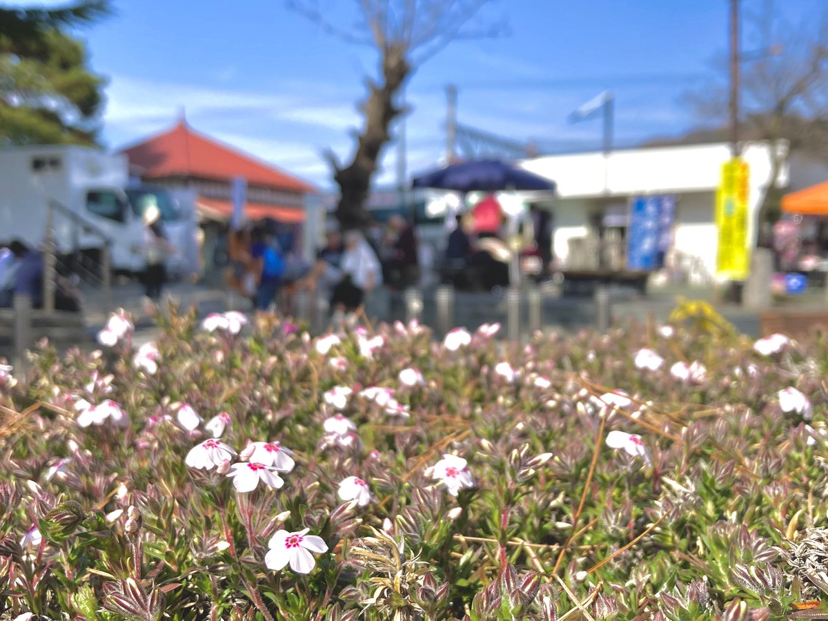 ＼長瀞駅前でも芝桜が✨️／

昨日、今日と初夏のような暖かさを迎えています☀️
春の花々も一気に見頃を迎えるかも…！？

#春の長瀞 #発見長瀞