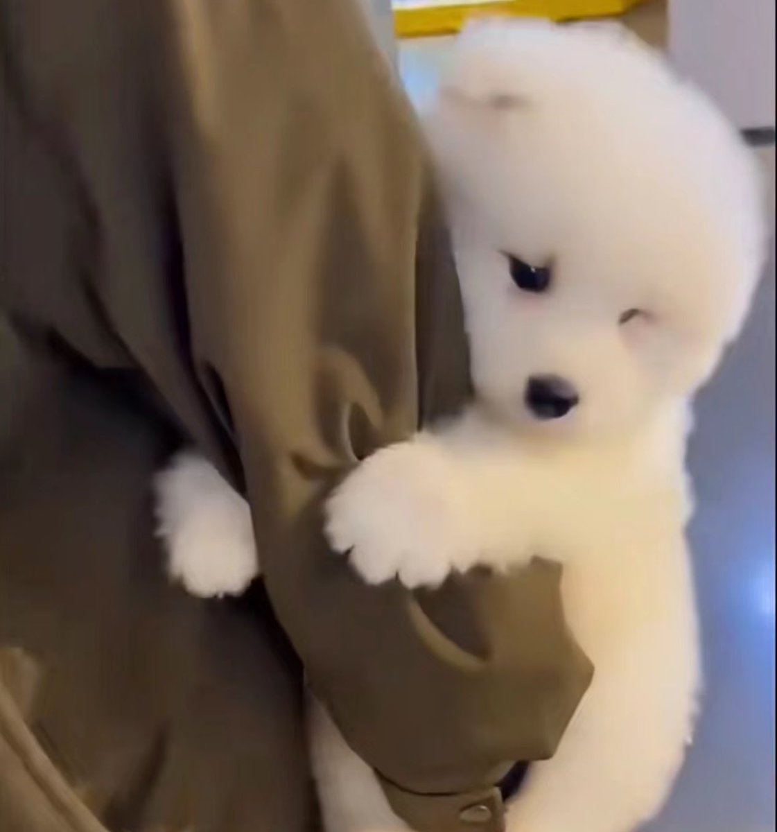 dogonboo's tweet image. ขอเป็นหมาตุวสุดท้ายของเธอ