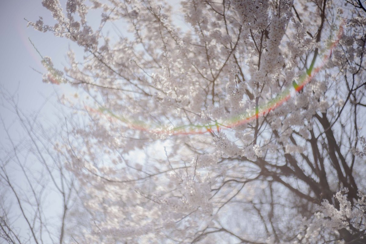 狂い咲きの桜、と聞くと氷菓を思い出す