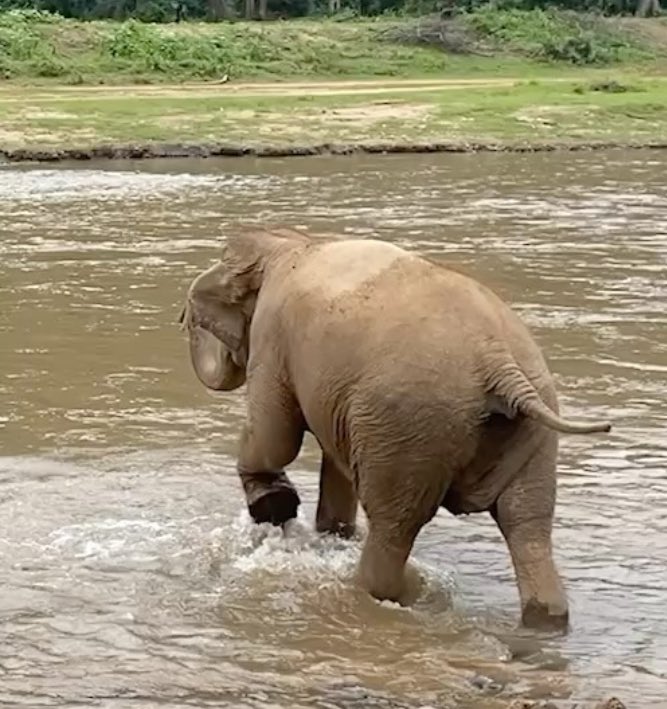 This should be Lucy's life. Not only should she have complete access to a body of water to swim in, she should have access to loving friends and a little herd of her own. The selfish humans that are her keepers call themselves part of the herd, Really !! How utterly arrogant !!