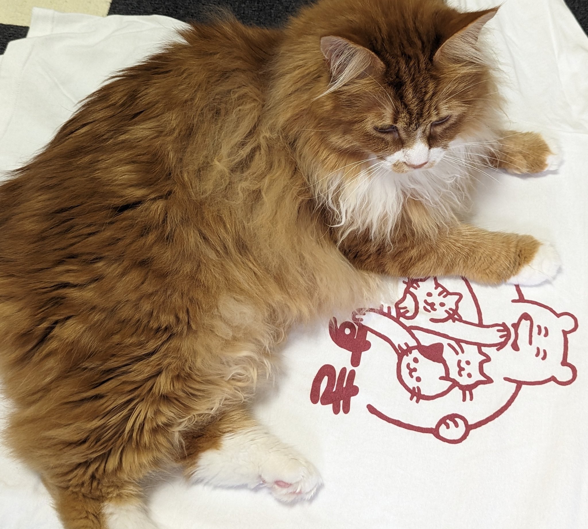 爬虫網肉食目テンジクネズミ科 (@bonten_zikuso) / X