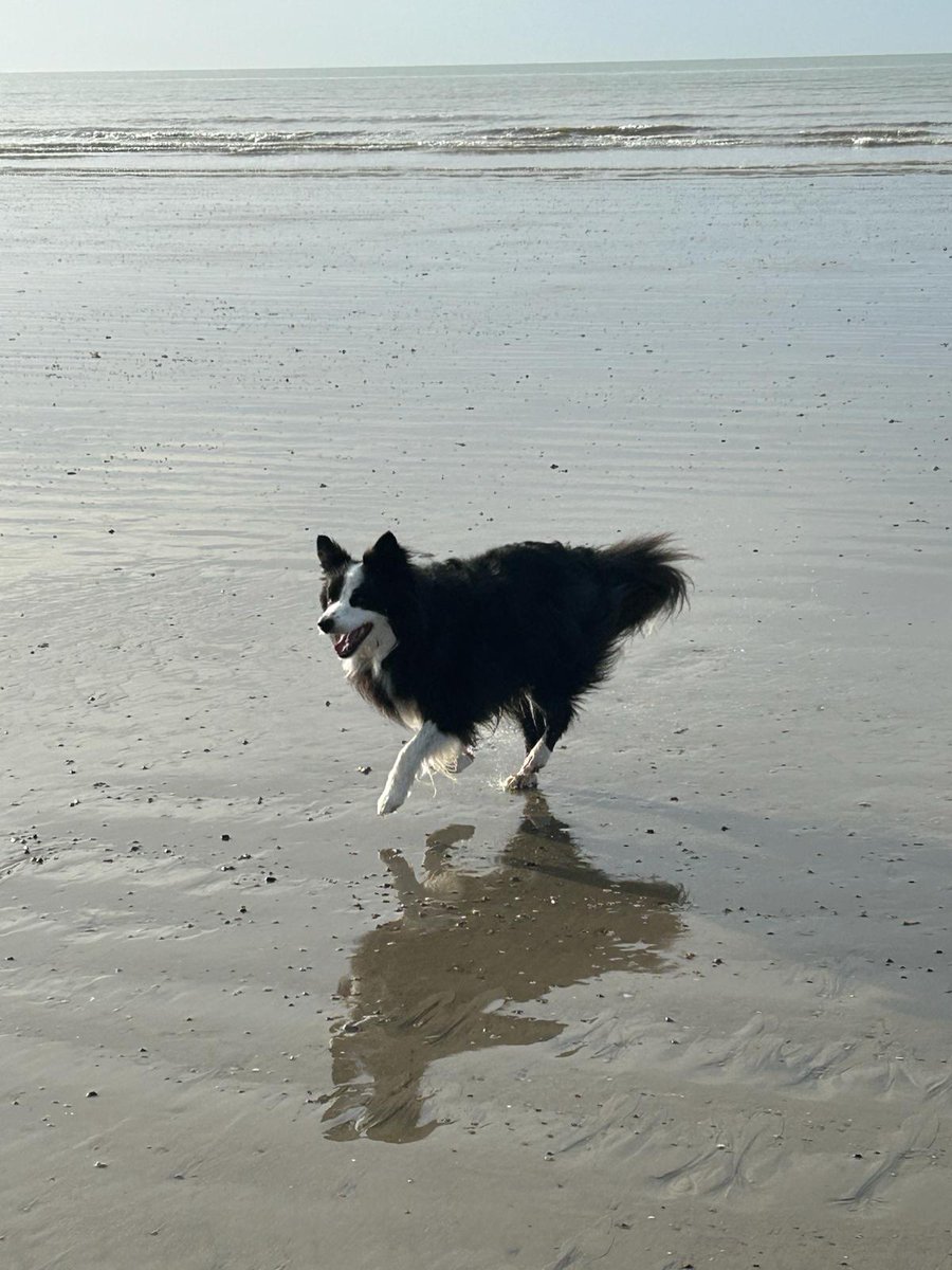 The beach is Mae's happy place. No associations to an old, vulnerable Tim. I stopped going as I didn't want him to hurt his joints over the stones. He was such a strong dog, emotionally &amp; physically, it must have been such a worry for her as he aged. Lovely to see her so happy.