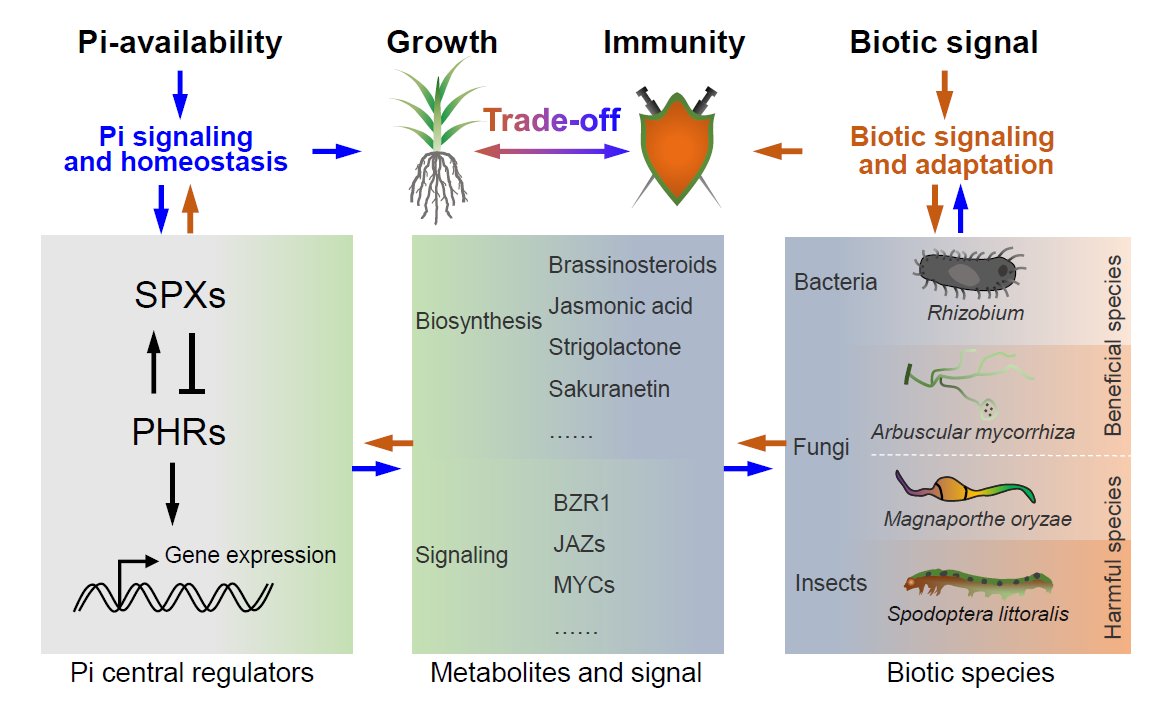 Phosphorus lights up the trade-off between growth and immunity #spotlight #MolecularPlant cell.com/molecular-plan…