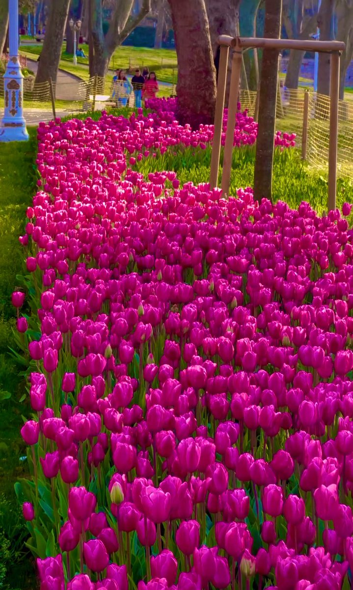 #istanbul da mis gibi bir #bahar #secim sizin #laleler #tulips #pinkday #pazar #SundayMotivation