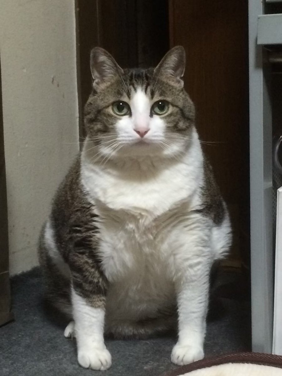 ruki_ship1's tweet photo. 本日14時半に愛猫ルキが虹の橋へ旅立ちました。
一週間苦しみながらも最後の最後まで走り抜けました。15年という長い間沢山の思い出を貰いました。
皆で最後の最後まで見届けて、沢山泣いたら死に際にルキも涙を流しました。もっと一緒に居たかったね
ありがとうルキ。愛してるよ
虹の橋で元気でね。 https://t.co/C72wxfyyPh