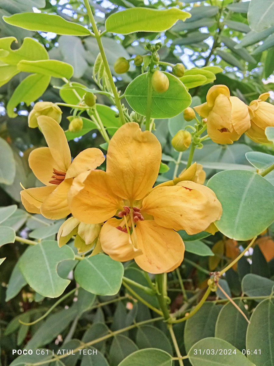 Atulbazaar's tweet image. Can&apos;t believe Only ₹6999 mobile can take this types of detailed photos 😲 @IndiaPOCO
@Himanshu_POCO @DipiMedha 
#POCOC61 more pics on Comment 👇