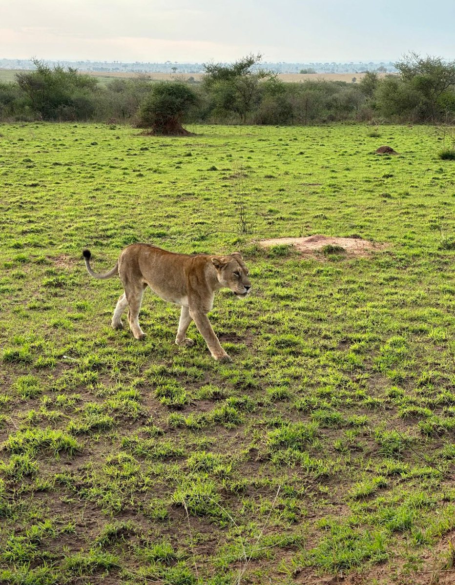 SafarisCamp's tweet photo. Unforgettable adventure to Murchison Falls National Park. The breathtaking beauty of Uganda. Book your safari now and make memories fit for a King. #StayInCharacter #UgandasWildlife #MurchisonFallsNationalPark
Bookings:
Tel: +256785575165
Email: info@turkanawildlifesafaris.com https://t.co/O7KrWXJF7d