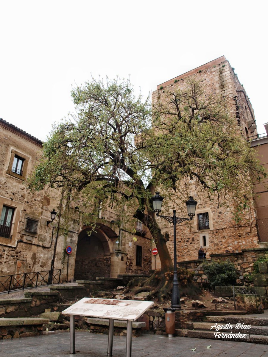 𝔄𝔤𝔲𝔰𝔱𝔦𝔫 𝔇𝔦𝔞𝔷 𝔉𝔢𝔯𝔫𝔞𝔫𝔡𝔢𝔷 tweet media