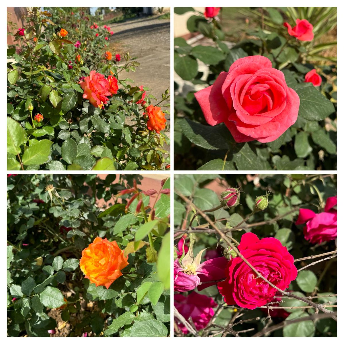 Multicolor roses from our garden—unsure if they're natural or hybrids. Interestingly, only the roses in their original color have that distinct rose smell; all others are scentless.