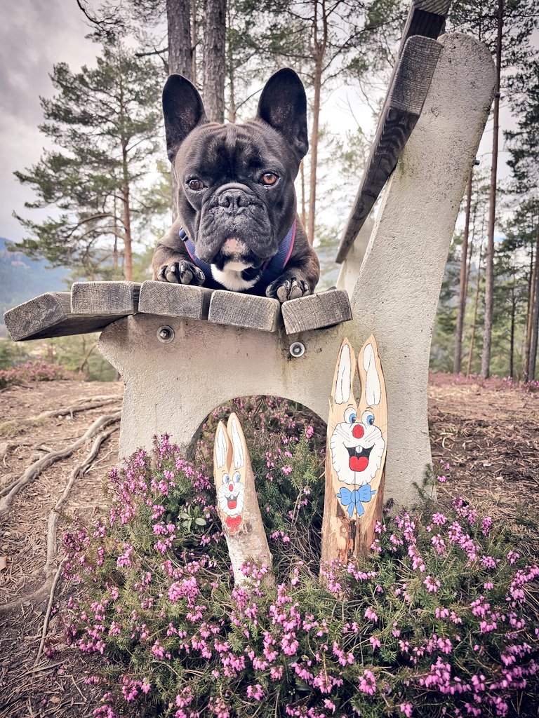 happy eastern my friends. have a successful easter hunt 🥚🐰 #dog #FRENCHIE #Easter #EasterSunday