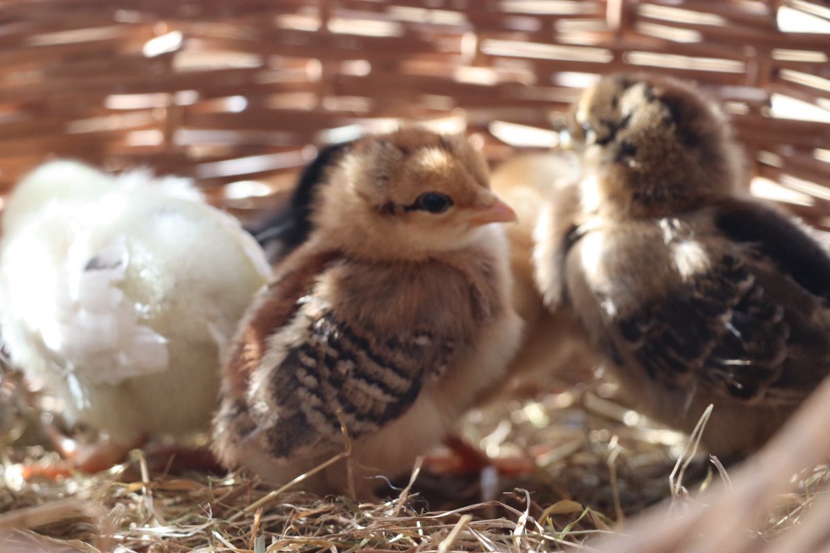 Happy Easter. Whatever this time of year means to you, we hope you have a wonderful day. At the farm they’ll of course be lots of fun and cuteness yo share with you so keep a look out. #caenhillcc #easter #easterchicks #chicks #bantamchicks #eastersunday #socute