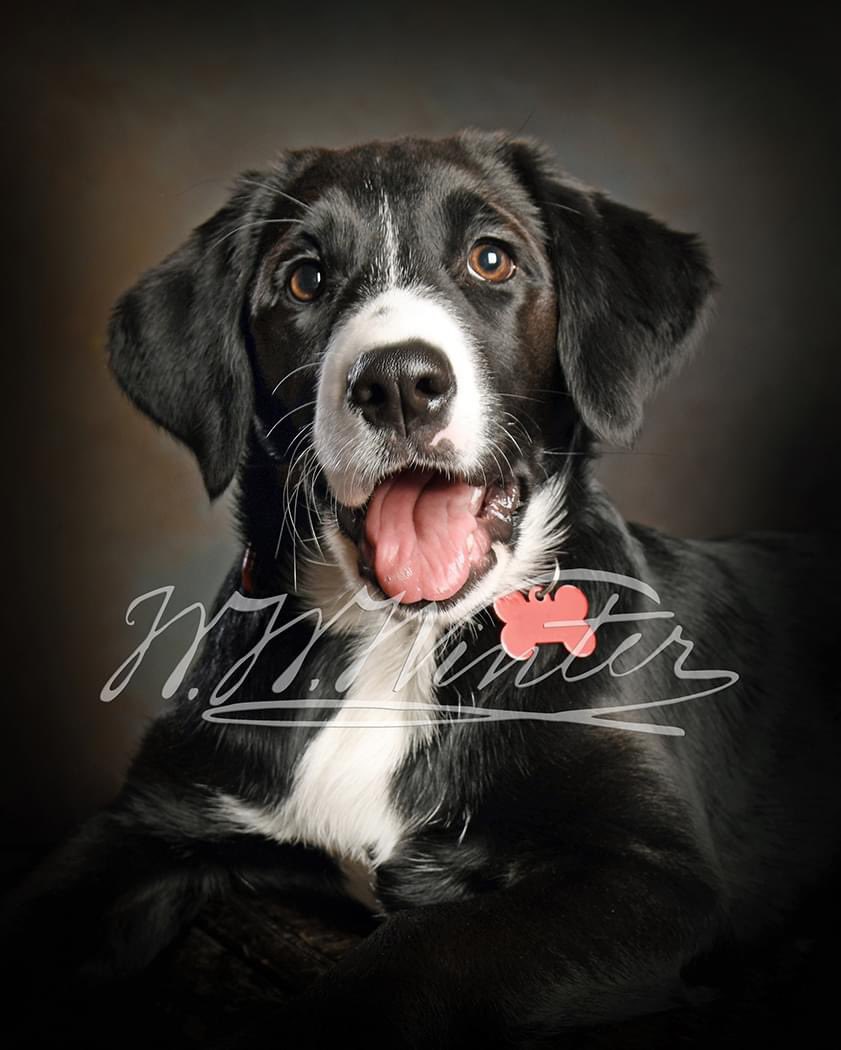 All pets are welcome at Winters, providing you can get them upstairs to our studio. Pet photography starts at £32.50 for a studio session, editing of images, proofing and the choice of one 7in x 5in folder mounted print.
#petphotography #winters1852 #dog #portraiture #bestfriends