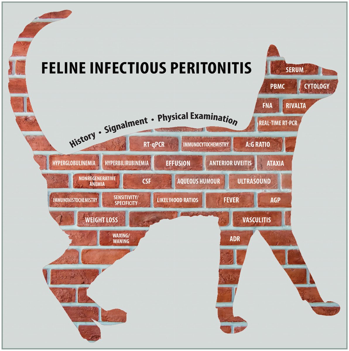 現時点でFIPを単独の検査で確定できる検査はありません。

証拠を集めてFIPの疑いを強めていくという事になります。

2022 AAFP/EveryCat Feline Infectious Peritonitis Diagnosis Guidelines

レンガを積み重ねて診断をつけると記載されています。…
