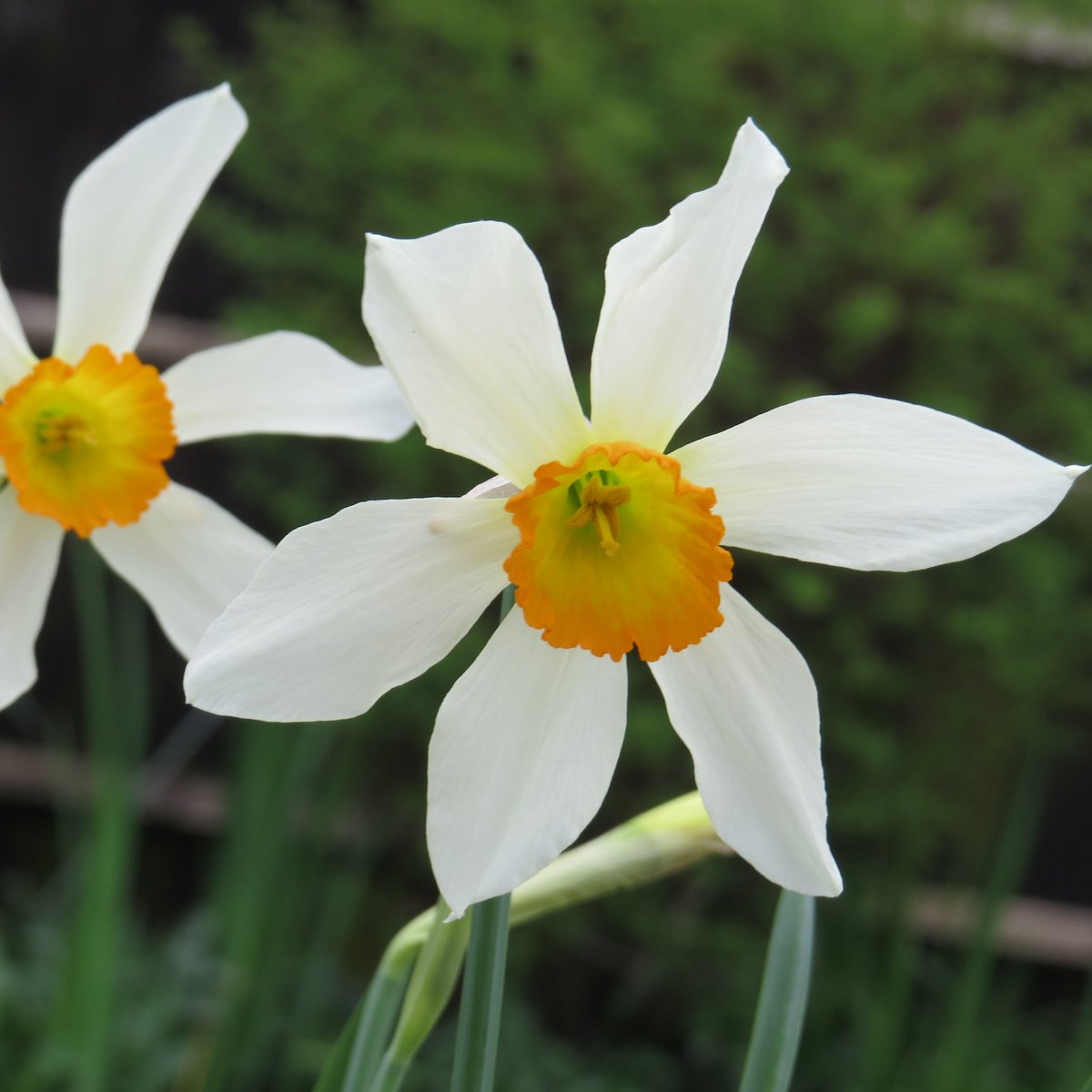 Happy Easter with a lovely #daffodil - #Narcissus 'Mephistopheles' Looked after by a #PlantGuardian & in historic pre-1930s #NationalPlantCollection in Scotland - intro pre 1904 by William B Hartland (1836-1912) Search the National Collections on our website. Pic cc Peter Ward