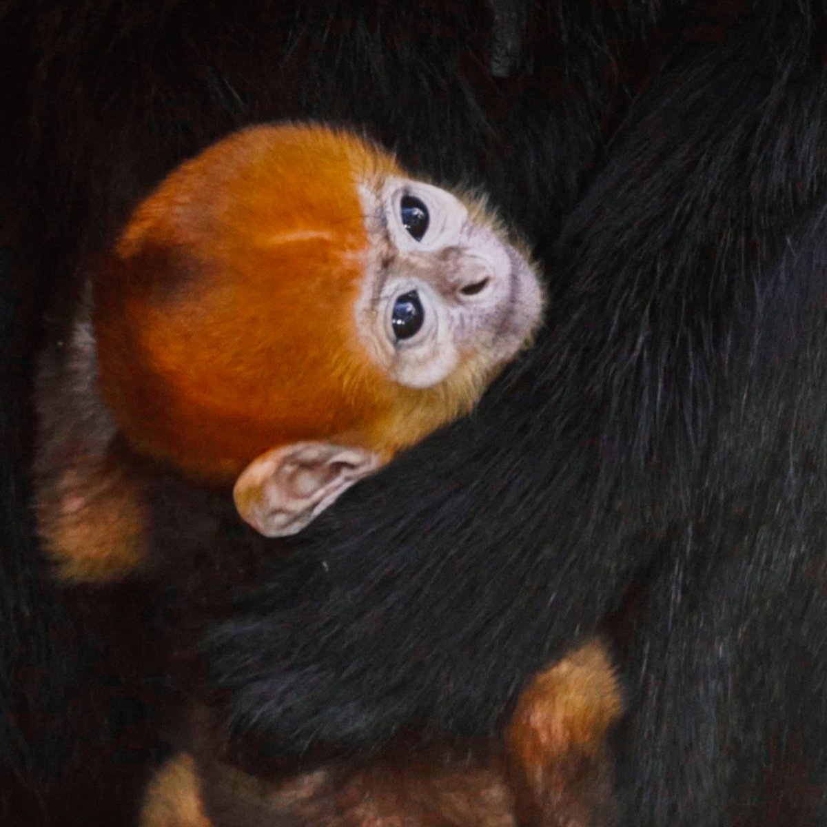 WE'VE HAD A BABY! 🐒

🥰 We're delighted to announce the arrival of a François' langur

🌍 As an endangered species, with around 2000 remaining in the wild, the new arrival is fantastic news for the conservation of these monkeys

Read the story 👉 twycrosszoo.org/latest-news