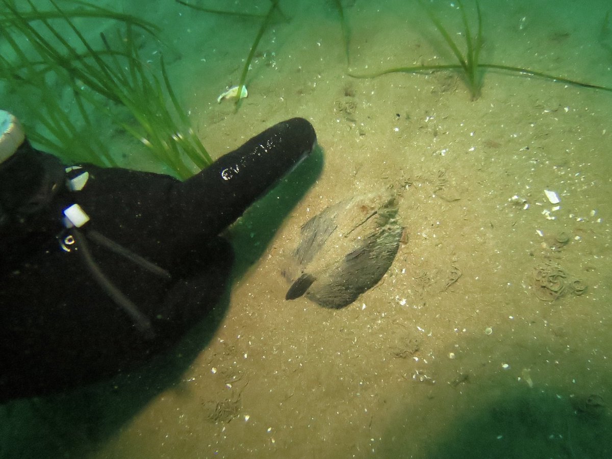 More #seagrass diving with @DrLaraHowe north of Ramsey Pier & designated Seagrass Zone. We’re surprised/delighted to see a large meadow going way north from the end of the pier. Inc. large bivalves Arctica islandica - which live <500 years! #bluecarbon #manxeelgrassgroup 🌱🤿🇮🇲