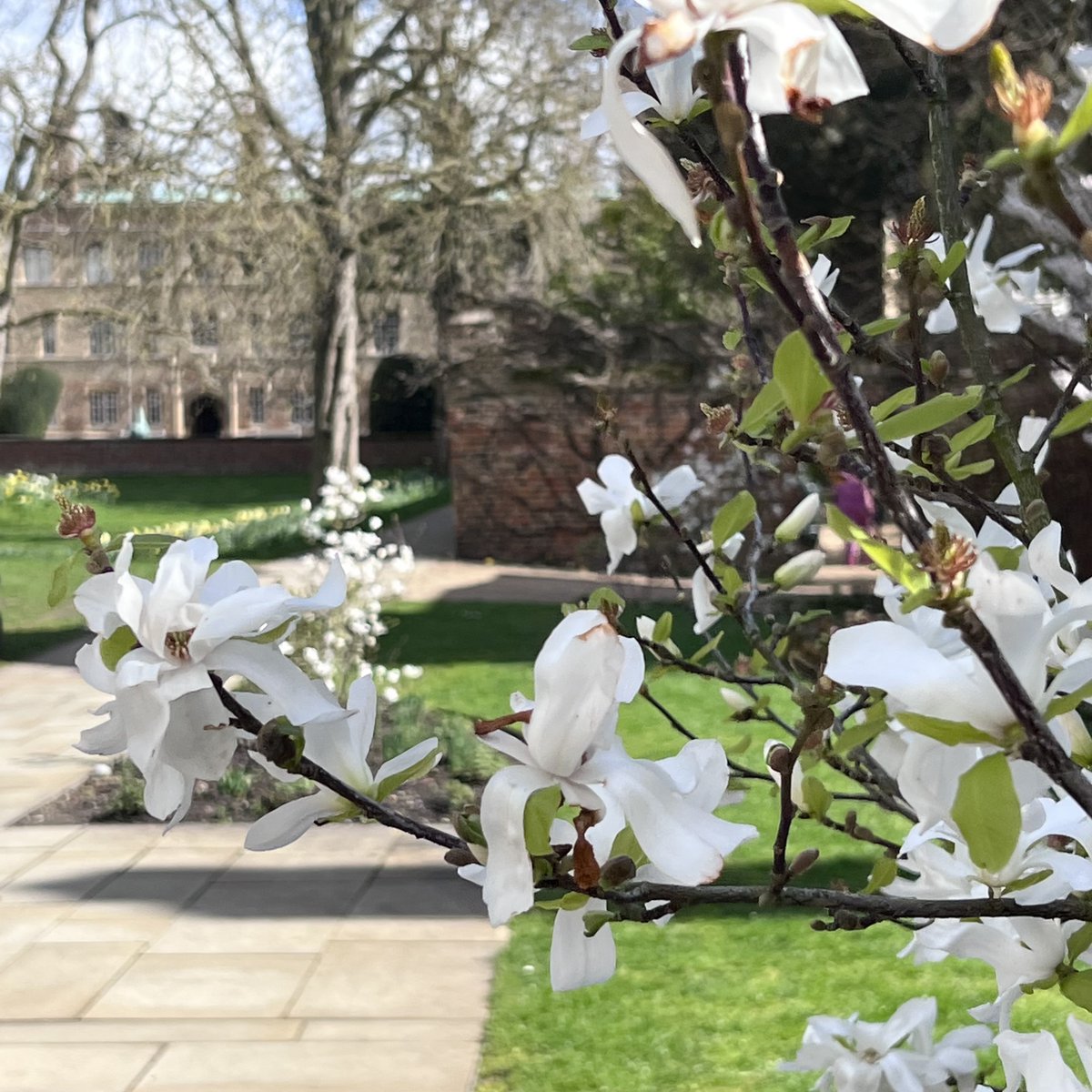 Happy Easter to everyone celebrating today. #Easter2024 #Easter #JesusCollegeCambridge #CambridgeUniversity