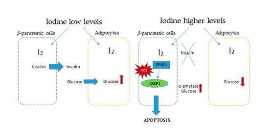 #Iodine is an essential trace element for thyroid hormone synthesis and plays a key role in extrathyroidal tissues. This study aims to elucidate the effect of iodine in mature adipocytes and #pancreatic beta cells. Read more about this new research: mdpi.com/2623562..