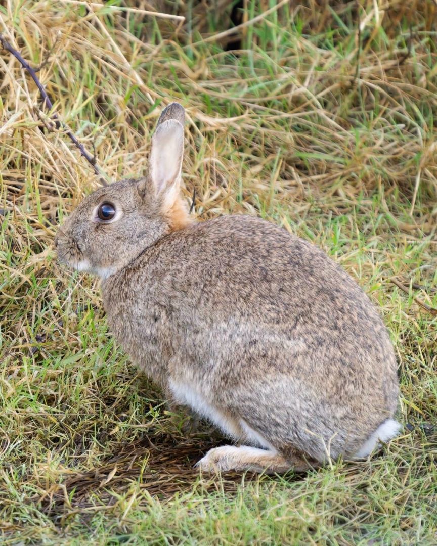 Hoppy Easter from all of us at WWT Castle Espie 🐰

📸: Lesley Barker

#WWT #CastleEspie #Easter #Rabbit #Wetlands #Wildlife #Nature