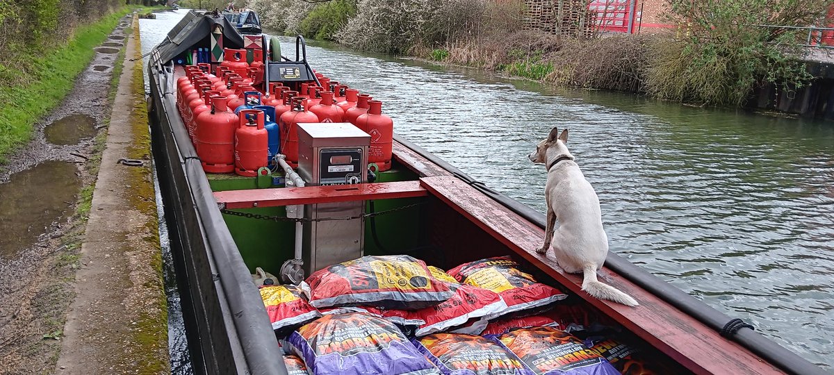 #easter2024 and boating dog is ready for tbe off-she's looking forward to a doggy Easter treat hunt 😃 🐣 #boatsthattweet