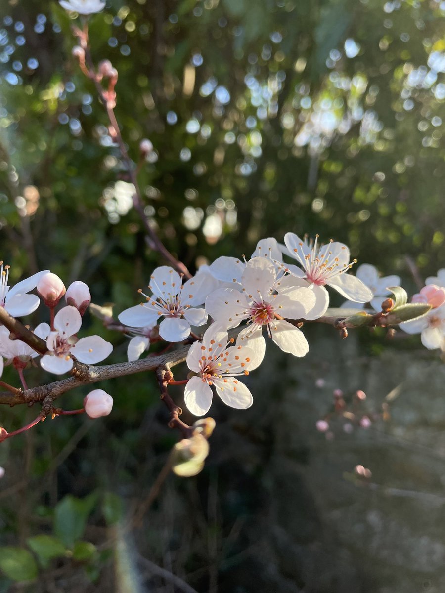 Happy Easter! What treats are a-bloom in your garden? Share em for a shoutout on my non-award-winning wireless show. Find me by tuning your 📻 to @bbcdevon via @bbcsounds from 10am! Come say hello🙂