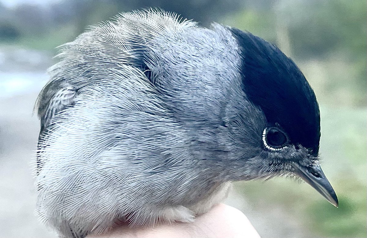 First Blackcap of the season ringed this morning. Very healthy male and a good 17.3g in weight. #Avenuewashlands