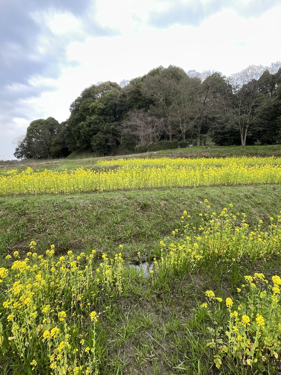 こんばんは。 今日は甘樫丘周辺を散歩しました。ここは菜の花がたくさん咲いていて、見どころの多い地区です。写真は甘樫丘です。