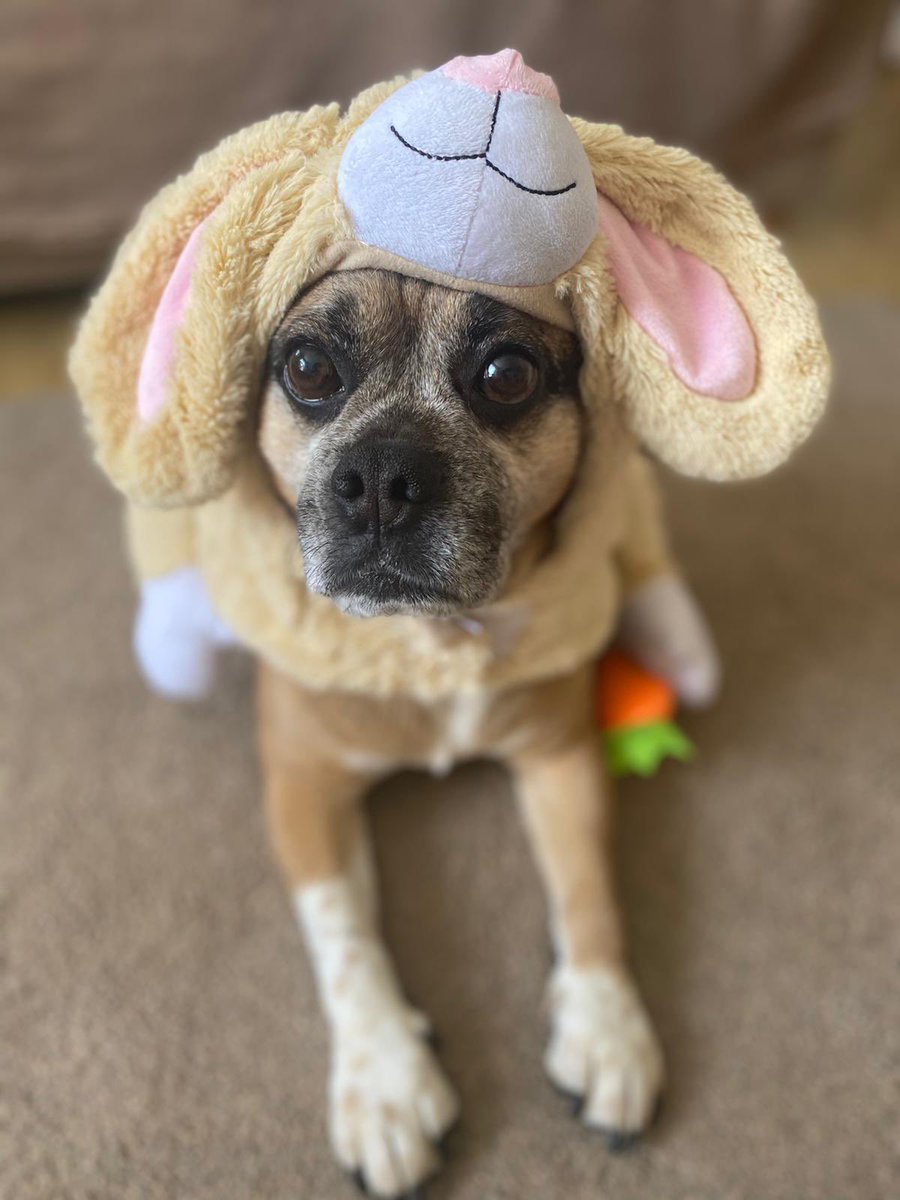 Happy Easter to my fellow dog owners. May your Easter basket be filled with joy & happiness. From Herbie The Puggle