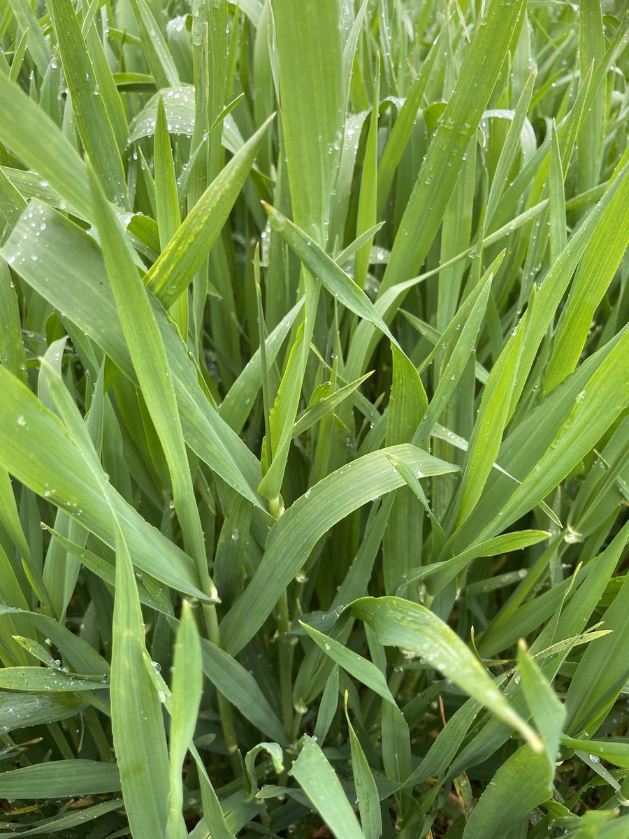 F1 définitive pointante dans orge Sensation!! Jamais observé à date
Ça craint ! #stadecereales