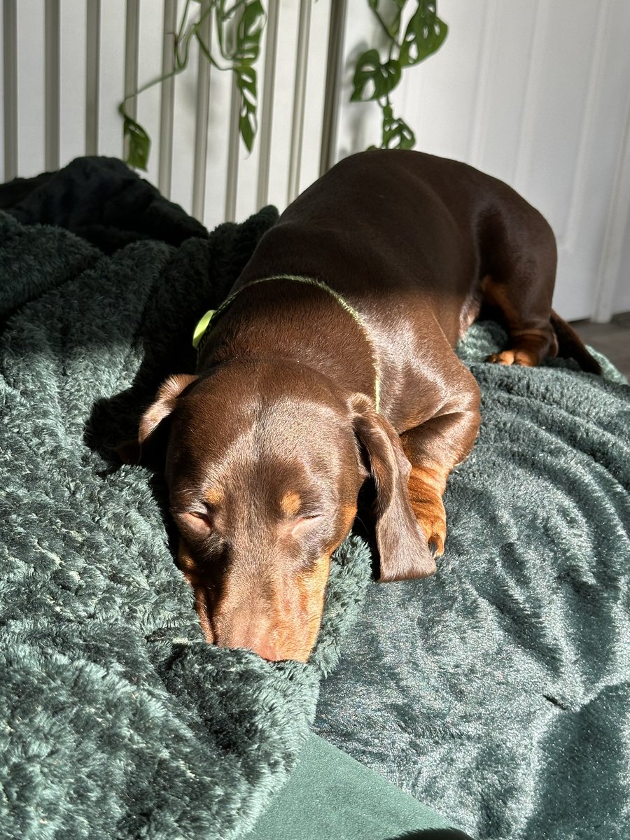 Tofrek's tweet photo. Today will officially be a sunbathing day!
Do not disturb!
#DachshundsofTwitter
#Dachshund
#Dachshunds https://t.co/MtLs8tIr2s