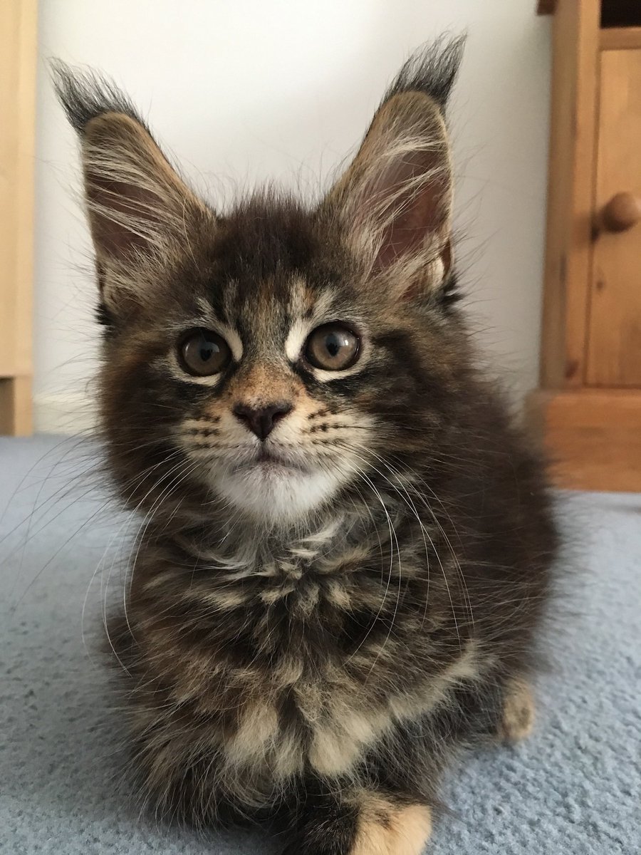 Miranda C tweet media