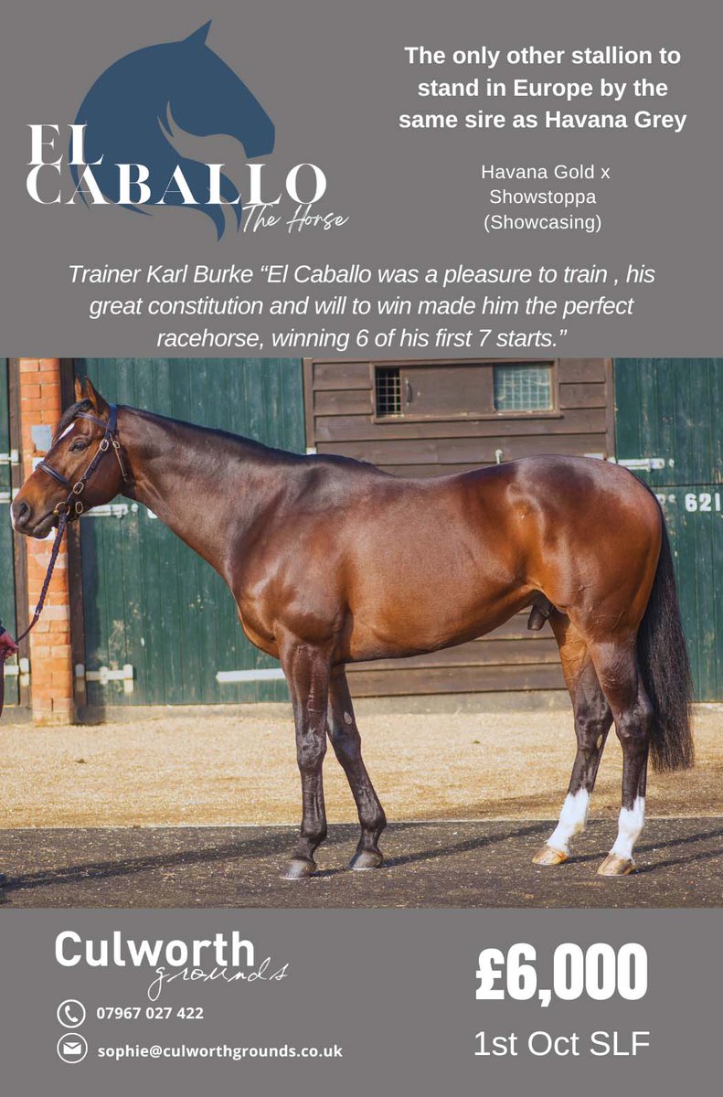 🌟 Have you booked your nominations to @CulworthGrounds's EL CABALLO yet❓ ✅ By the same sire as Havana Grey 'He was a pleasure to train, his great constitution & will to win made him the perfect racehorse, winning 6 of his first 7 starts.' @karl_burke culworthgrounds.co.uk/el-caballo-1