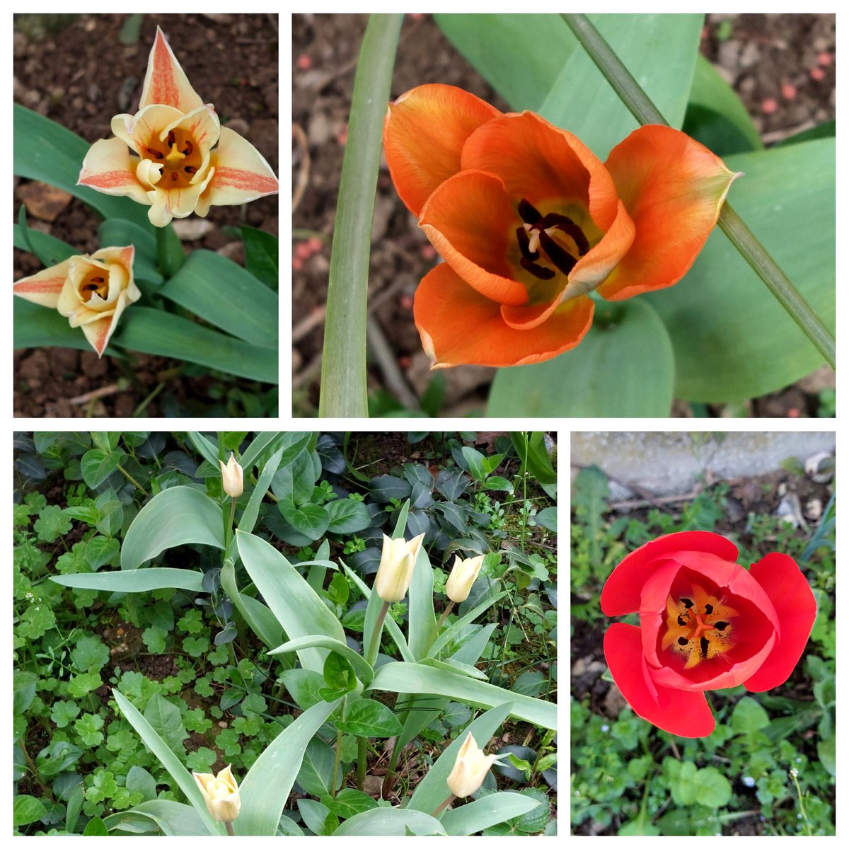 Happy Easter weekend!! #FlowersOnFriday #tulips #garden #GardeningTwitter #GardeningX #EasterWeekend 🌿🐣🌿🌼🌿