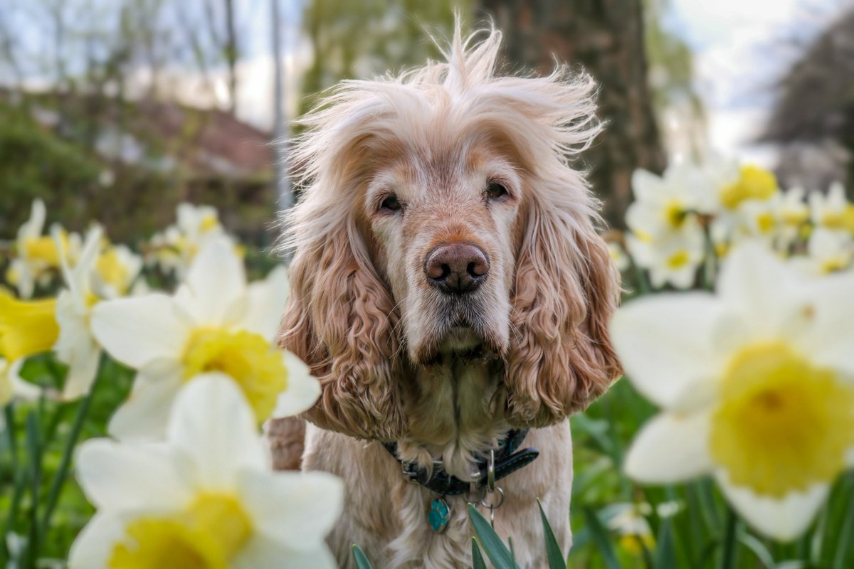 Here's @HearingDogs Albert wishing you all a very Happy Good Friday 💛🐾😁😍🌼 
#GoodFriday2024 #hearingdog #assistancedogs #easter2024 @VolTeamHDogs @Charity_ADUK