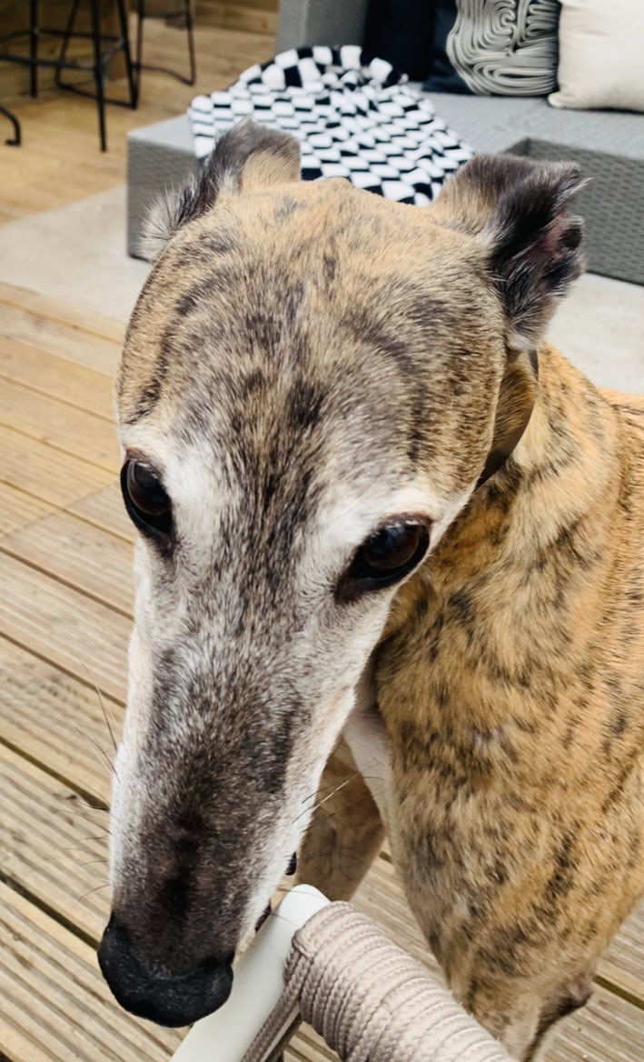 KittykKaren's tweet photo. @Phil_Sledge My gorgeous rescue GrandDoggy Rodney 💙 https://t.co/jaa8wBDKB3