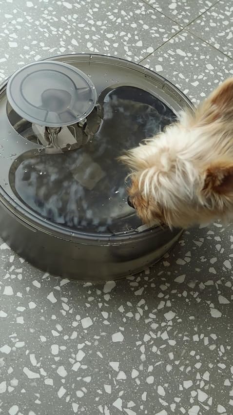 NpetOfficial's tweet photo. NPET DF10 Dog Water Fountain
Dogs will always have fresh water available! https://t.co/tAfP7xve6w