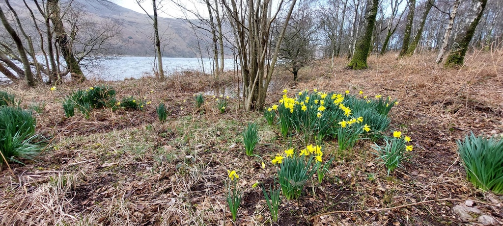 Get the latest updates on what's happening in the valley. The Wild Ennerdale Spring Newsletter is now available online via the link below. wildennerdale.co.uk/wp-content/upl…